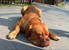 Hund - schlapp bei Durchfall
