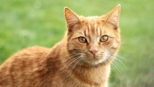 Katze Mimik Augen Ohren Schnurrhaare