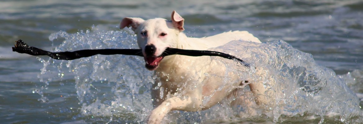Therapien Tierheilpraktikerin - Hund im Wasser