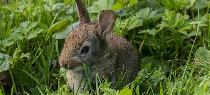 Kaninchen Kräuterwiese