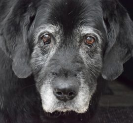 Hunde-Senior - wird er bald sterben?