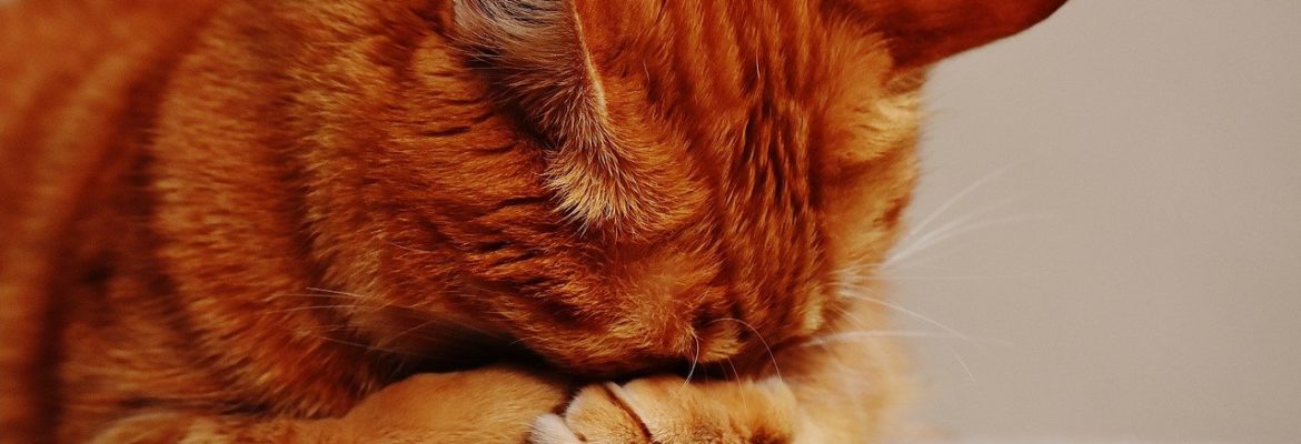Urolithiasis bei Katzen