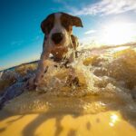 Urlaub - Hund auf Surfbrett