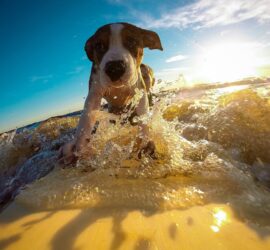 Urlaub - Hund auf Surfbrett